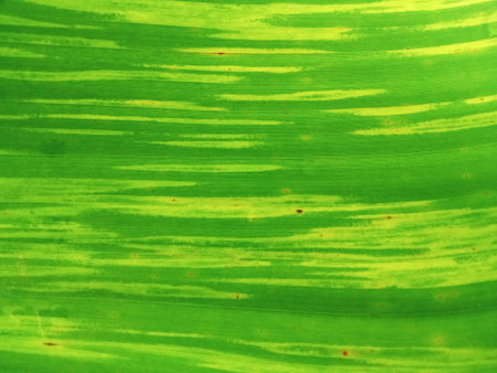 Closeup, Abstract blurred background of striped banana leaf green yellow colour for stock photo or...