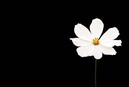 Close up, Single cosmos flower white color flower blossom blooming isolated on black background for stock photo, houseplant, spring floralの写真素材