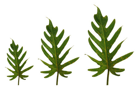 Set three leaf of philodendron green colour isolated on white background for design or decoration advertising product, tropical plant, flat lay, beautiful nature of thaumatophyllum xanadu leavesの写真素材