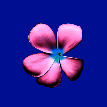 Closeup, Frangipani flowers black pink color blossoml bloom isolated on blue background for design stock photo ,Plumeria, Graveyard Treeの写真素材