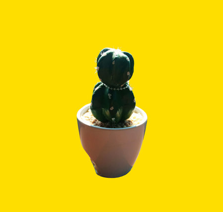 Closeup, single vase cactus flowers isolated on yellow background for design stock photo , Floral summer, Houseplantの写真素材