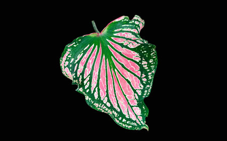 Pink caladium bicolor foliage (Florida Sweetheart) isolated black background for stock photos, tropical plant, flat lay, single flora striped veinsの写真素材