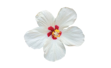 Closeup of white hibiscus flower blossom blooming isolated on white background, stock photo, spring summer flower, single plantsの写真素材