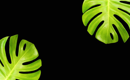 Top veiw, Bright fresh two monstera leaf frame isolated on black background for stock photo or...