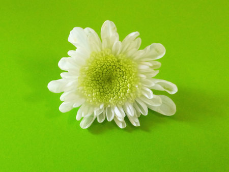 Top veiw, single chrysanthemums flower white color blossom blooming  isolated on green background texture for stock photo or illustration, summer plants, tropical natureの写真素材
