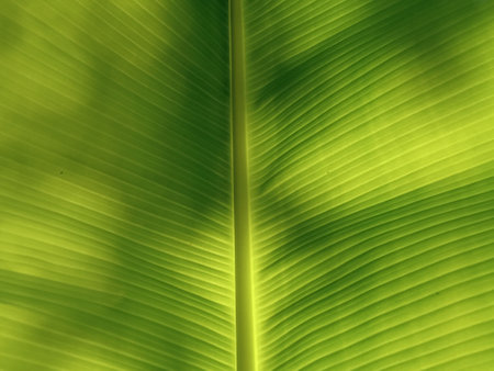 Top view abstract texture banana green leaves for background or design, shadow backdrop, greenery,...