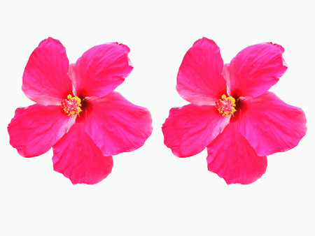 Closeup of pink hibiscus flower blossom blooming isolated on white background, stock photo, spring summer flower, double plantsの写真素材