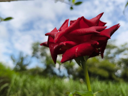 Top view, Single pure red roses flower droplets blossom bloom blurred background for design stock photo. beauty of natural flowers, Floral summer, plants, dayの写真素材