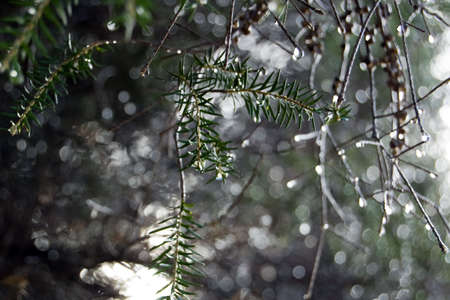 Morning Dew or Raindrops
