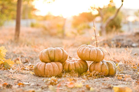 group of sunny beautiful pumpkinsの写真素材