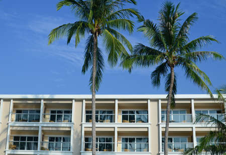 palm tree with building