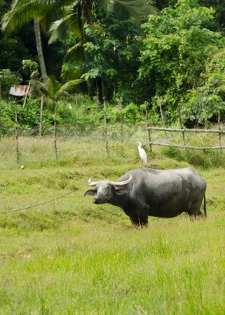 Bird on buffalo in rice field at Phuket Island, Thailand の写真素材