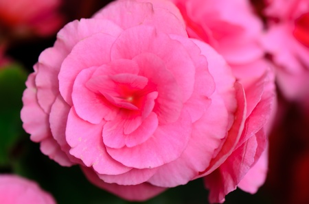 close up begonia flowerの写真素材