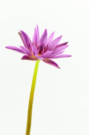 Lotus flower on white backgroundの写真素材