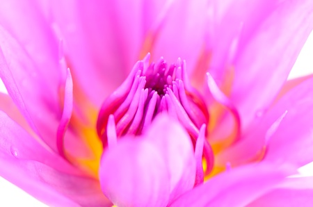 Close up lotus or lily flowerの写真素材