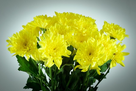 chrysanthemums on backgroundの写真素材