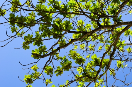 Tree branch leavs wit blue sky
