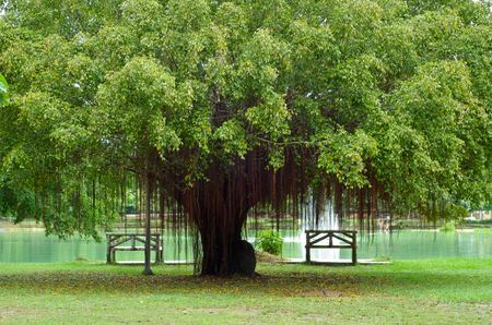 Bench under a tree in parkの写真素材