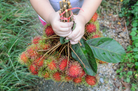 fresh rambutan from a gardenの写真素材