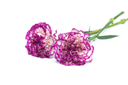carnation flower isolated on white background の写真素材