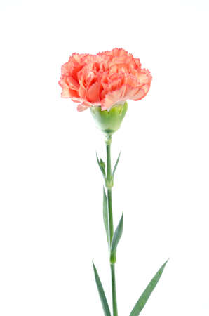 carnation flower isolated on white background の写真素材