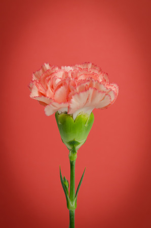 carnation flower design on red background の写真素材