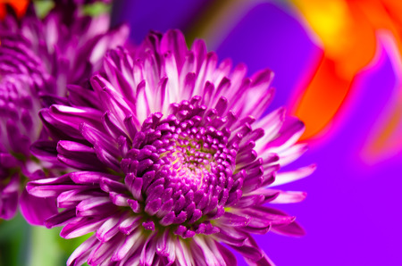 Dahlia Autumn flower design close up の写真素材