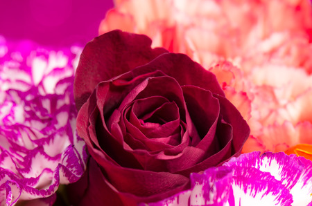 colorful of flowers close up red rose の写真素材