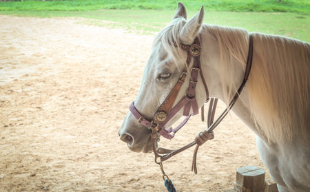 A head of white horse is standing in a farm.の写真素材