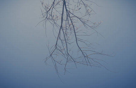 A branch of tree is showing on blue skyの写真素材