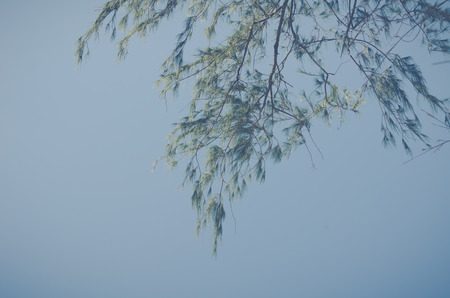 A branch of tree is showing on blue skyの写真素材