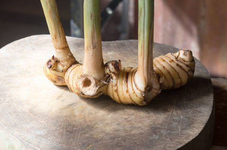 a galangal is the herb for food cookingの写真素材