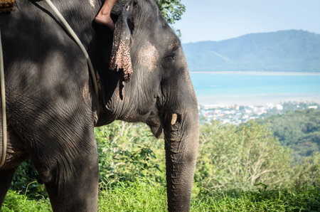 A head of elephant close up in forestの写真素材