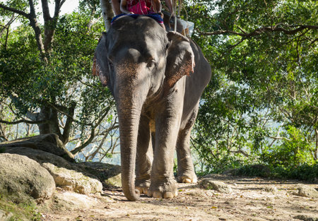 A elephant is walking in forest with traveller