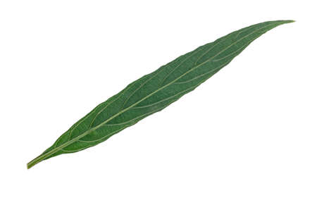 A green leaf is on white background.の写真素材