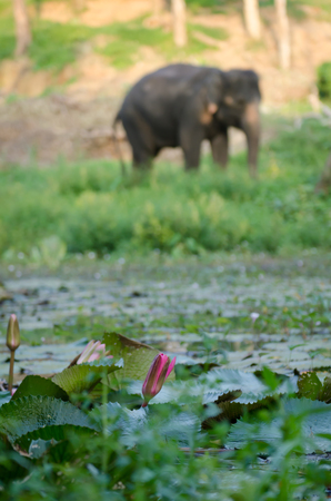 lotus flower with asian elephant background in forestの写真素材