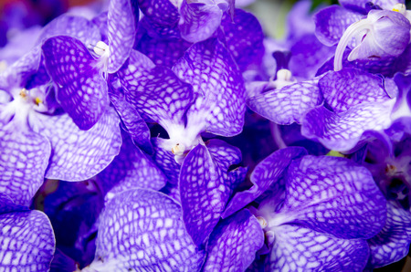 close up orchid flowers texture and backgroundの写真素材