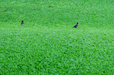 the birds are eating on grass green filedの写真素材