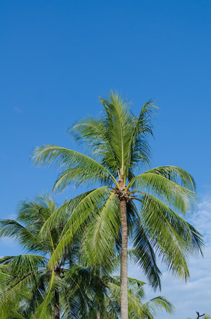 palm tree or coconut tree with blue sky in summer at Phuket, Thailandの写真素材