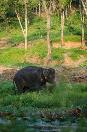 the asian baby elephant is walking in forestの写真素材