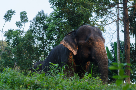 an asian elephant is walking in forest at Phuket, Thailandの写真素材