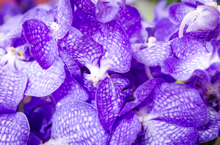 purple orchid flowersの写真素材