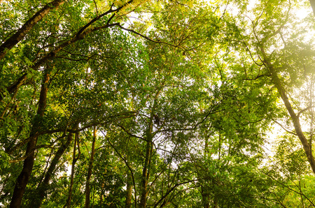forest backgroundの写真素材