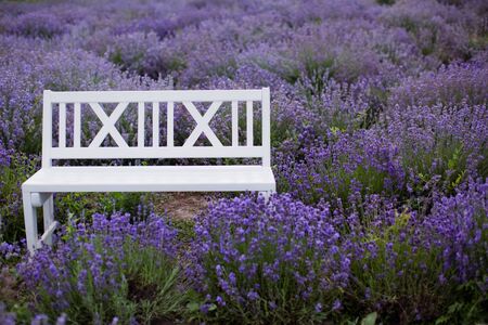 White wooden bench at lavender field. Purple blossom lavenderの写真素材