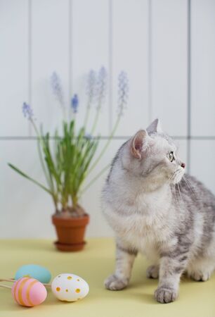 Grey cat, easter eggs and muscari in a clay flowerpotの写真素材