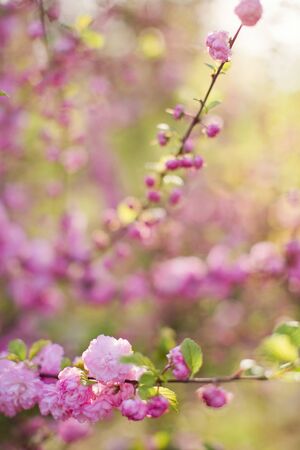 Blossom branches of a pink sacura. Spring blossomの写真素材