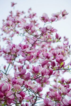 Blossom magnolia tree with pink and white flowers at sunset lightの写真素材