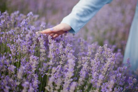 Woman in a blue dress at lavender field. Woman touches lavender flowersの写真素材