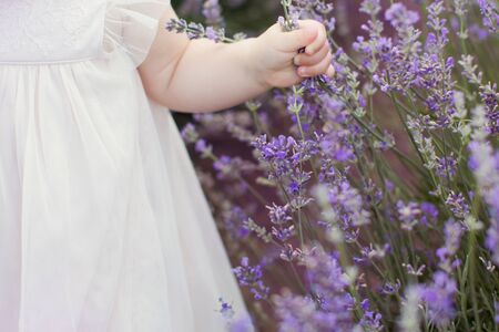 Little girl at lavender field. Girl holds lavender branchの写真素材