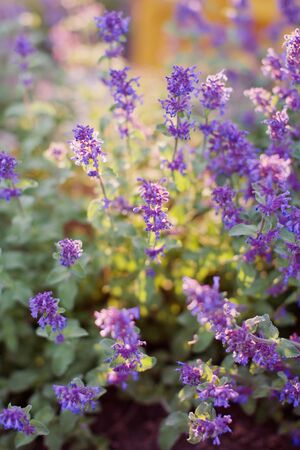 Field of purple lavender. Blossom lavender at sunset lightsの写真素材